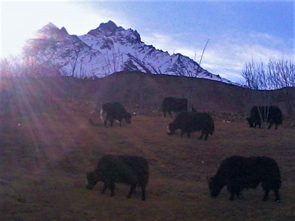 LARKYA PEAK CLIMBING 5106m 1 larkya peak,larkya peak climbing,larkya la,larkya peak nepal